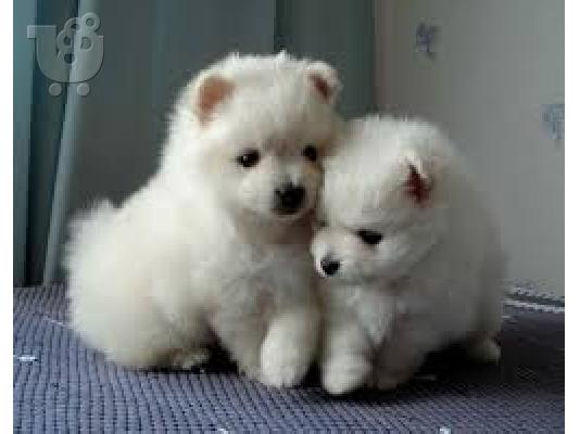 PoulaTo: Γκολντεν καθαροαιμο κουταβακι